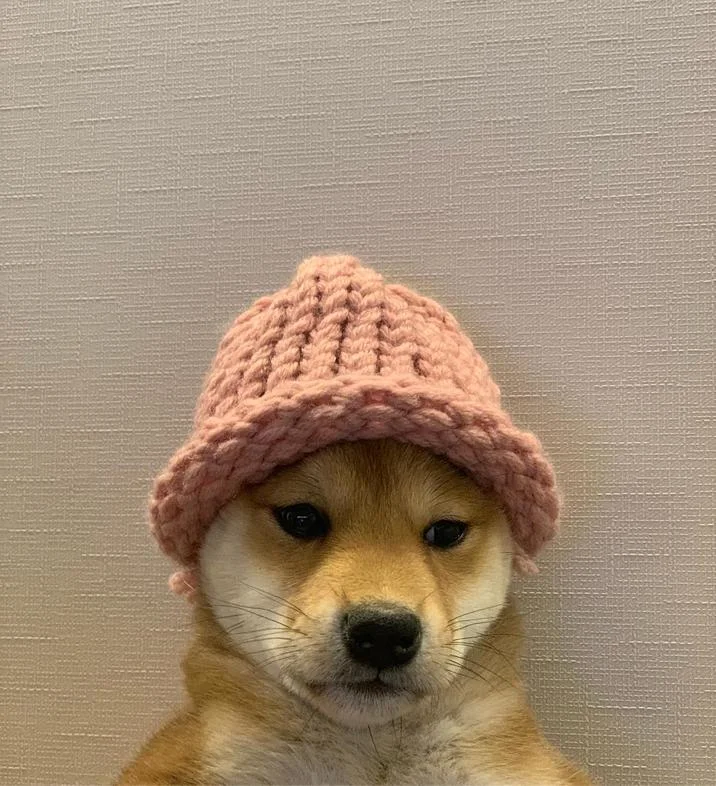 dogwifhat — The Shiba Inu in its characteristic pink beanie with serene expression against a neutral gray background.