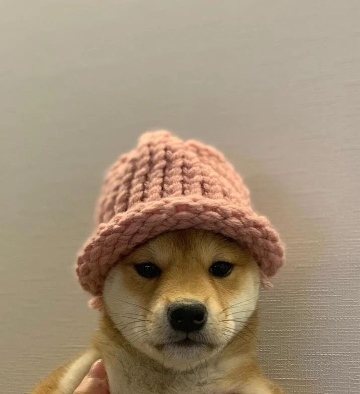dogwifhat — A Shiba Inu wearing a pink woven beanie against a neutral gray background in a clean portrait style.