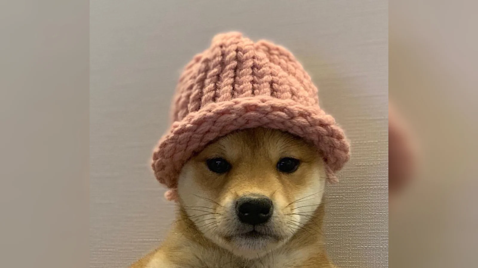 dogwifhat — A Shiba Inu dog wearing a pink woven beanie with a calm expression against a neutral gray background.