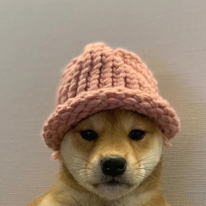 dogwifhat — A well-lit photograph of the Shiba Inu in the signature pink beanie against a neutral background.