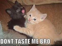 Dont Tase Me Bro — Black and white cat meme with text overlay 'DONT TASTE ME BRBO' adapting the catchphrase.