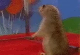 Dramatic Chipmunk video frame from original source with environmental elements