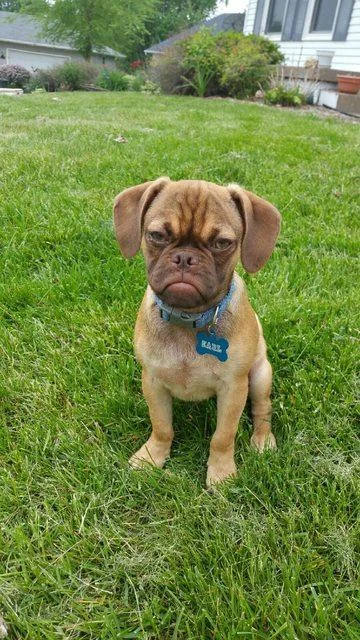 Earl The Grumpy Puppy — Earl the tan puggle with grumpy expression sitting on grass wearing blue collar in front of house.