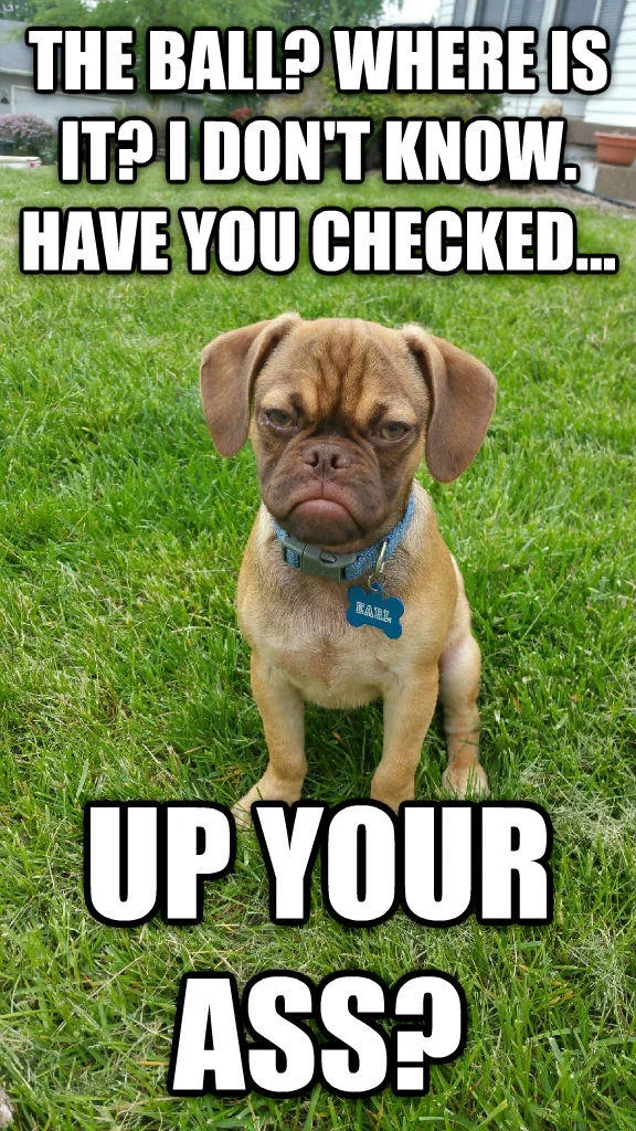 Earl The Grumpy Puppy — Meme macro of Earl with white impact-font text delivering humorous punchline about lost ball.