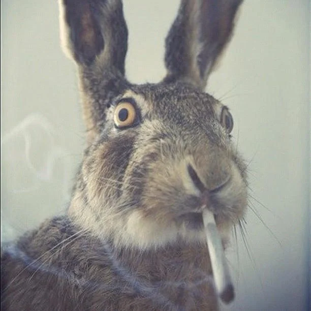 Easter 4 20 — Startled brown rabbit with a joint in its mouth and smoke curling nearby