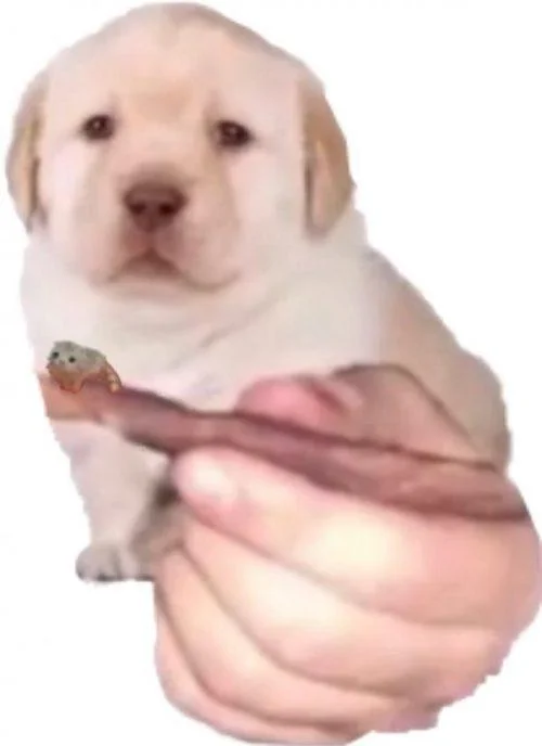 Labrador puppy with a tiny el wiwi cat photoshopped on its paw