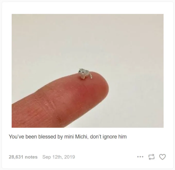 El Wiwi — Tumblr post with 28,631 notes showing mini Michi cat and blessing caption