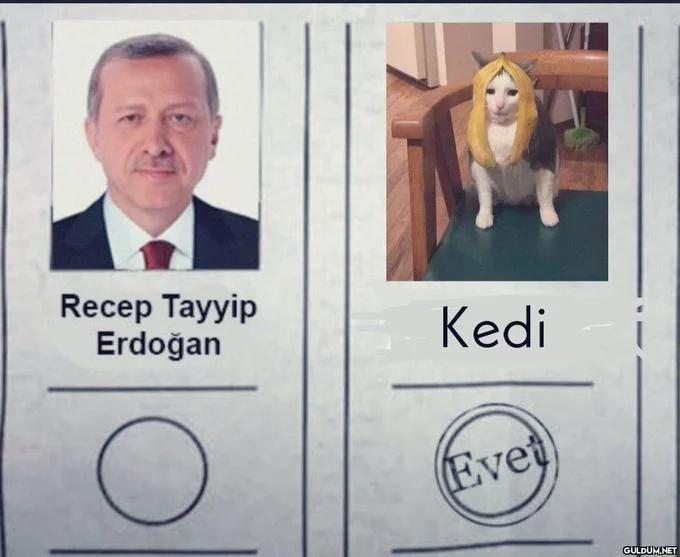 Election Year Meme — Turkish election ballot meme comparing Erdogan with a cat using voting template circles