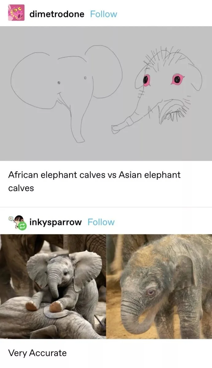 Elephants — Tumblr post comparing African and Asian elephant calves with humorous sketches