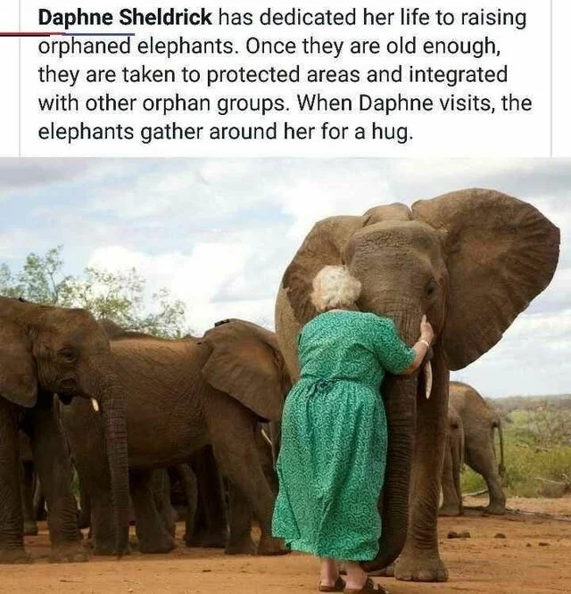 Elephants — Daphne Sheldrick embracing a rescued elephant surrounded by a herd