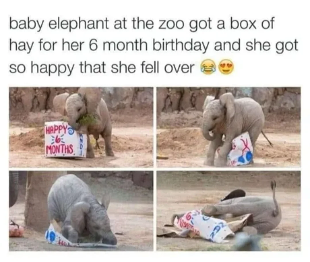 Elephants — Two-panel elephant meme comparing morning energy levels