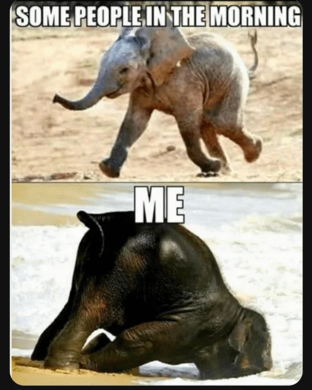 Elephants — Animated GIF of a woman playing with a baby elephant in water