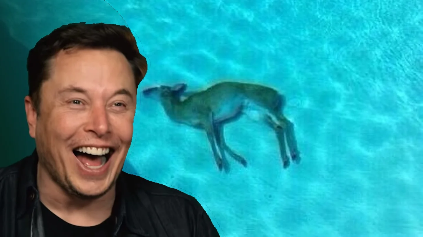 Elon Musk Laughing At Dead Deer — Elon Musk laughing beside an image of a dead deer floating in a pool