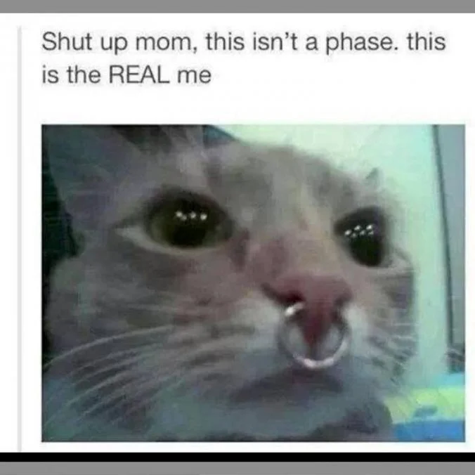 Emo — Cat with septum piercing captioned 'Shut up mom, this isn't a phase, this is the REAL me'