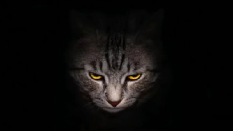 Evil Kitty — Close-up of tabby cat with luminous golden-amber eyes and fierce expression in darkness.