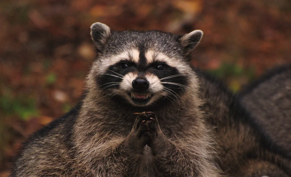Evil Plotting Raccoon — Raccoon standing upright with paws pressed together and a devious grin, surrounded by autumn leaves