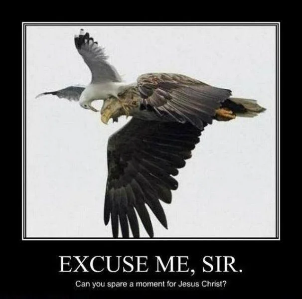 Excuse Me Sir Do You Have A Moment To Talk About Jesus Christ — Seagull riding on the back of a bald eagle in flight with meme caption