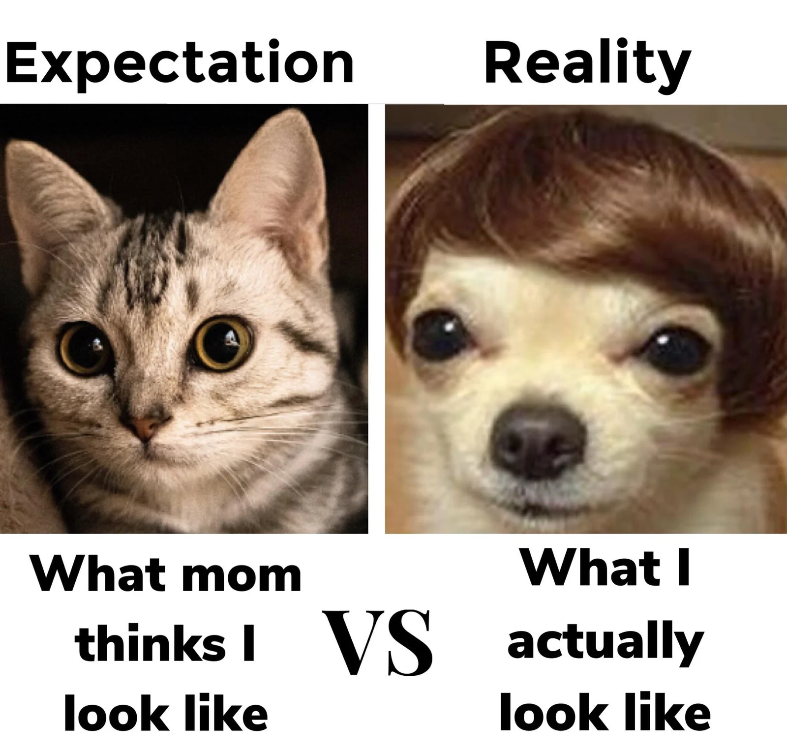 Expectation vs. Reality — Split-image meme comparing cat labeled 'What mom thinks' versus dog labeled 'What I actually look like'.