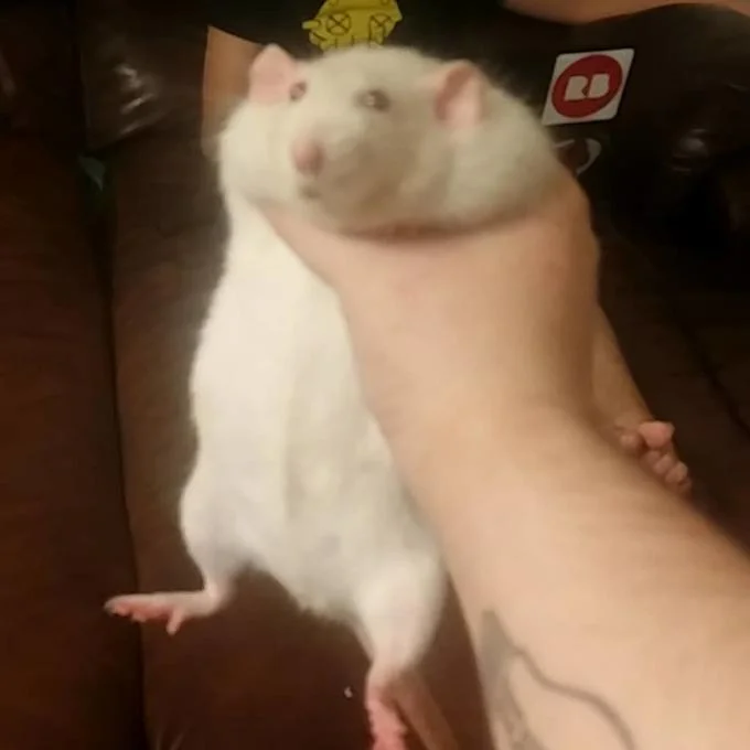 Fat Rat Being Grabbed — Wide shot of fat white rat being held up by its midsection on a leather couch