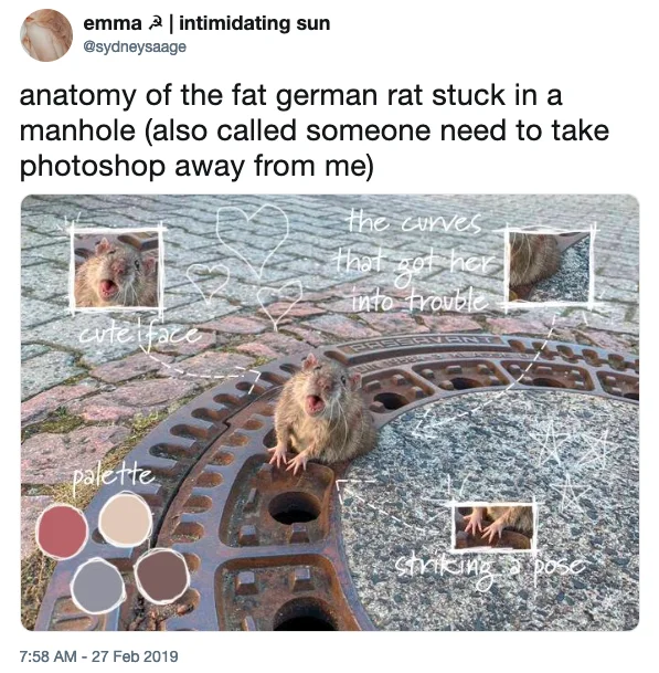 Fat Rat Stuck In Manhole — Photoshopped anatomy diagram tweet labeling features of the fat rat stuck in a manhole