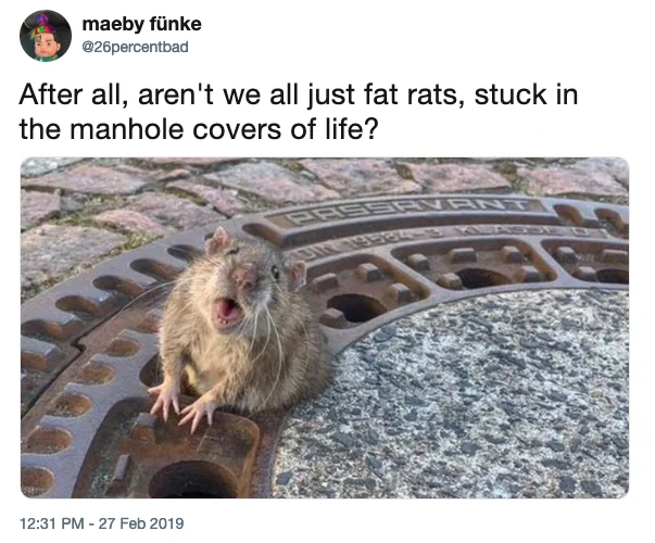 Fat Rat Stuck In Manhole — Tweet by 26percentbad philosophizing about being a fat rat stuck in the manhole covers of life