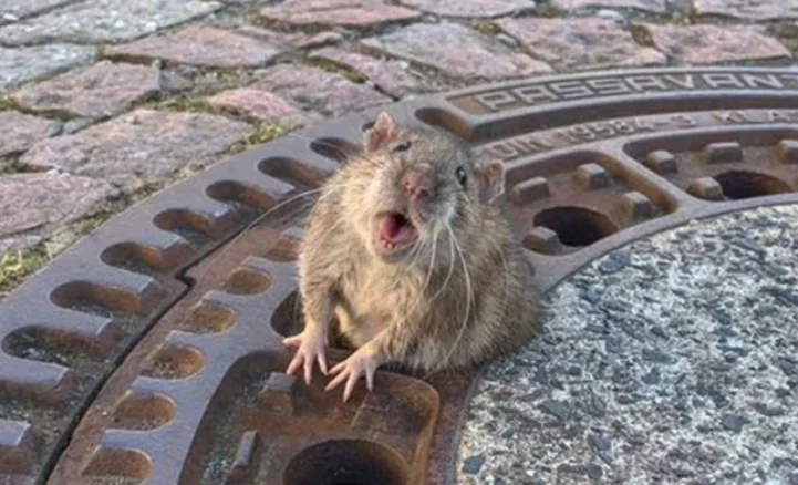 Fat Rat Stuck In Manhole — Fat brown rat stuck in the hole of a cast-iron manhole cover on cobblestones
