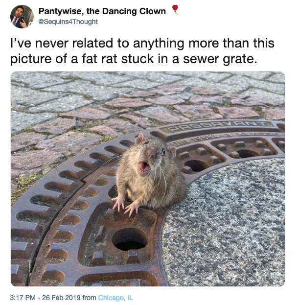 Fat Rat Stuck In Manhole — Tweet by Sequins4Thought relating to the fat rat stuck in a sewer grate photo