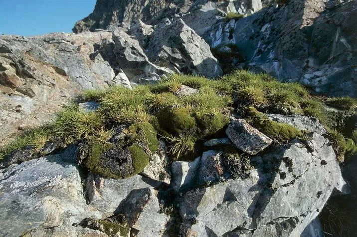 Flowers Are Blooming In Antarctica — Green moss and grass tufts growing on rocky Antarctic mountainside