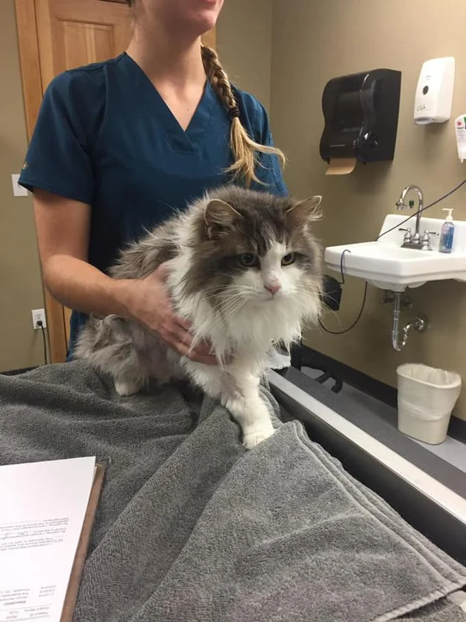 Fluffy The Frozen Cat — Fluffy the cat on a vet exam table with a veterinary technician