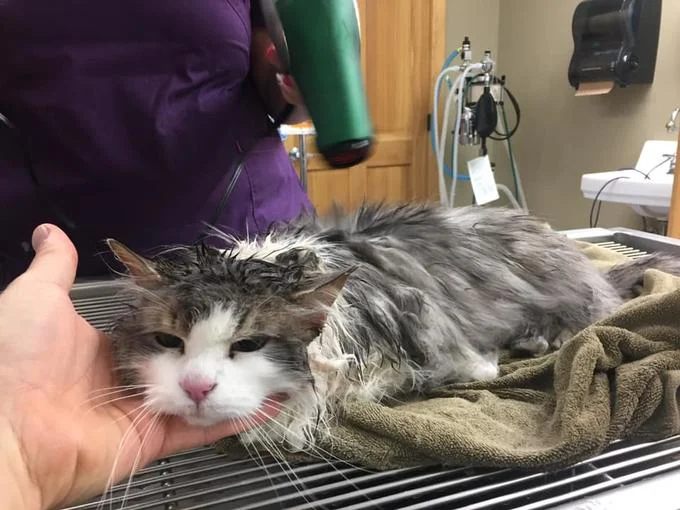 Fluffy The Frozen Cat — Veterinarian drying a wet gray and white cat with a hair dryer