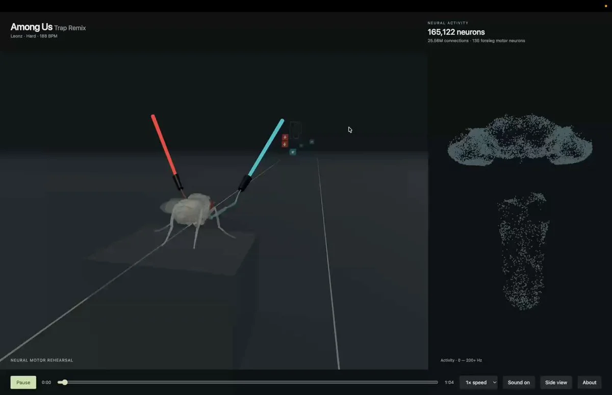 Fly Brain Simulations