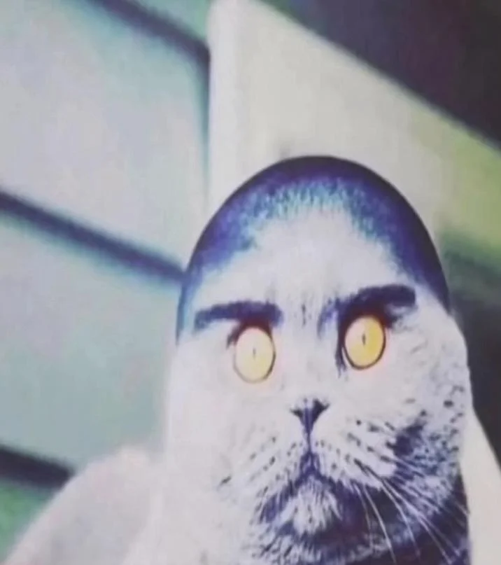 Folk Valley Cat — Close-up of white cat with thick black eyebrows and glowing yellow eyes against a brick wall