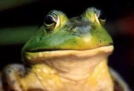 Foul Bachelor Frog — Yellow-bellied tree frog with bulging eyes and wide grin.
