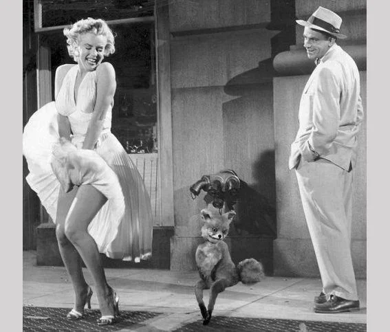 Foxes — Marilyn Monroe photo edited with the Stoned Fox taxidermy meme standing beside her.