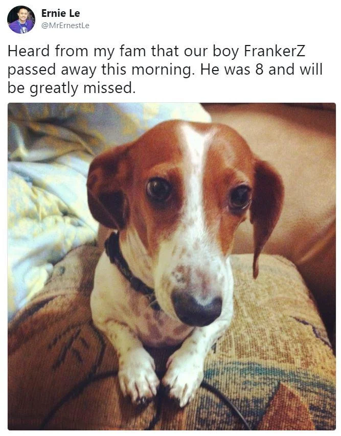 Tweet from Ernie Le announcing FrankerZ the dog passed away at age 8