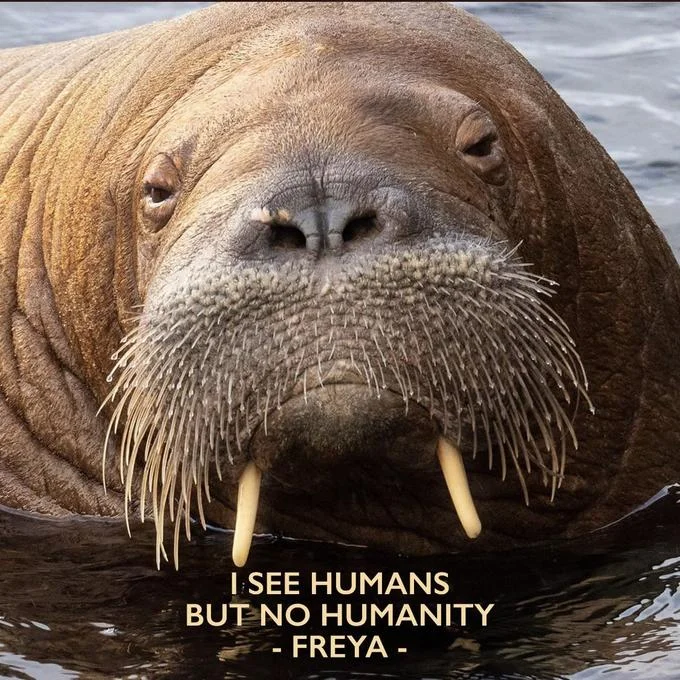 Memorial image of Freya the walrus with quote 'I see humans but no humanity'