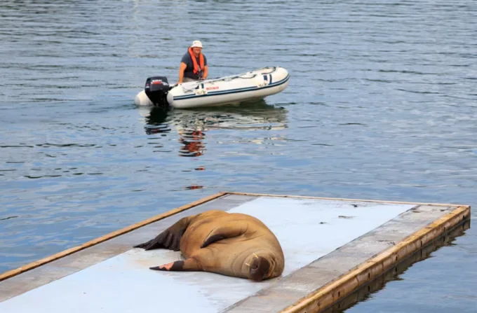 Freya the walrus sleeping on a floating dock as a person watches from a nearby dinghy