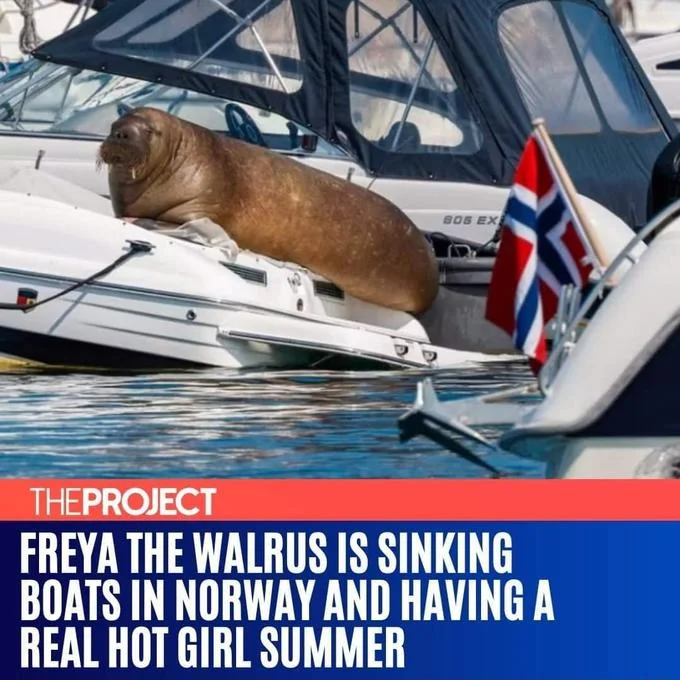 News headline graphic of Freya the walrus on a boat with the caption 'having a real hot girl summer'