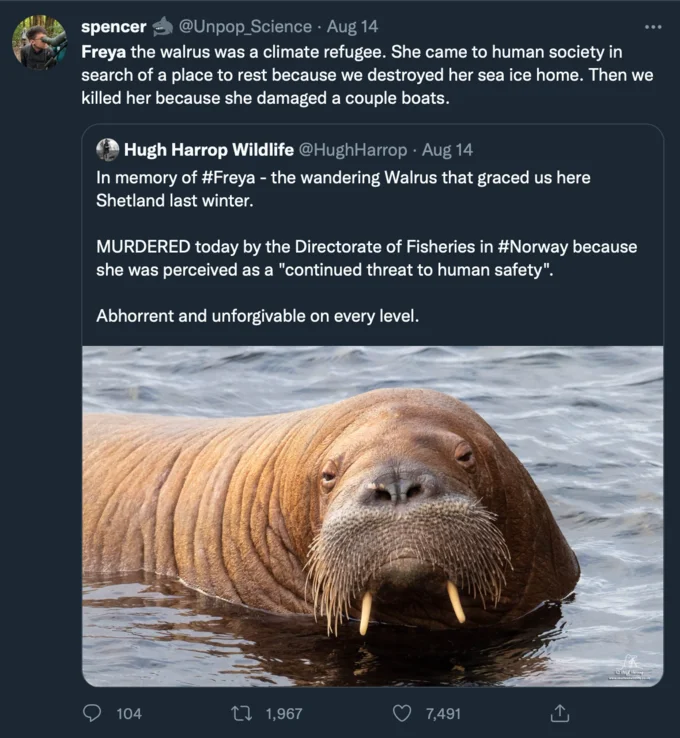 Twitter thread mourning Freya the walrus killed by Norway with photo of her in the water