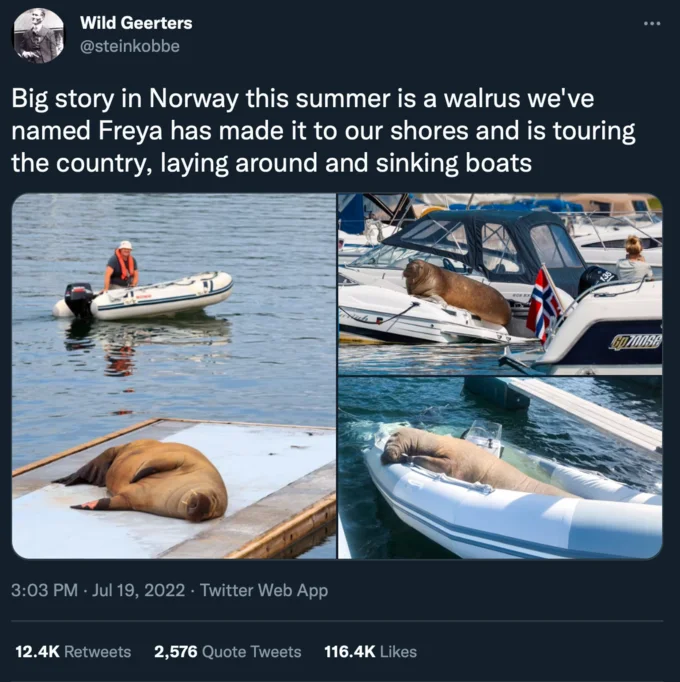 Twitter post from Wild Geerters showing four photos of Freya the walrus on boats and docks in Norway