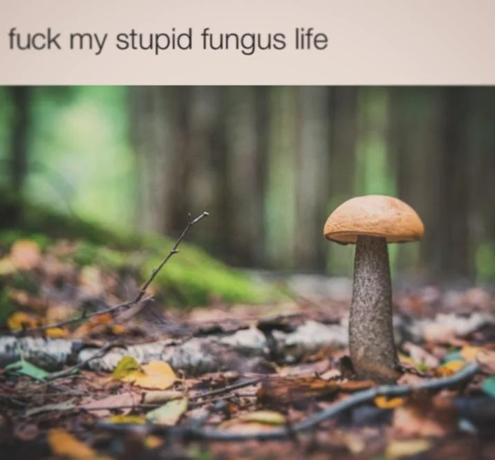 Fuck My Stupid Baka Life — Mushroom in forest with caption 'fuck my stupid fungus life'