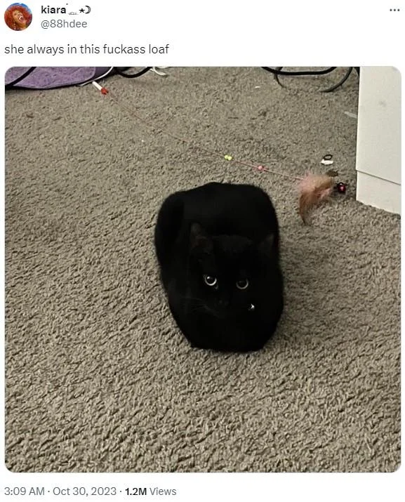 Tweet with photo of a black cat in loaf pose captioned 'fuckass loaf'