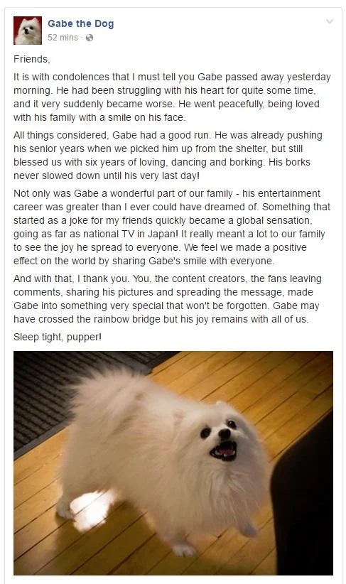 Gabe The Dog Bork Remixes — Facebook post announcing Gabe the Dog's passing with a photo of the white Pomeranian