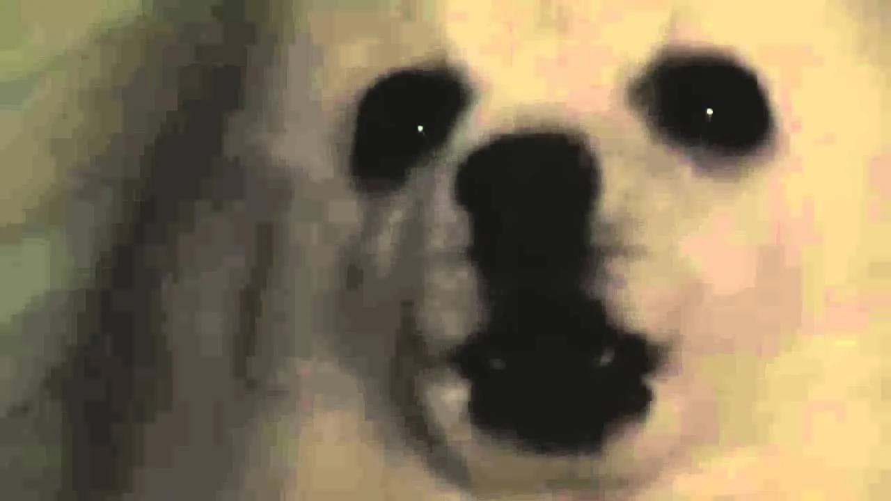 Gabe The Dog Bork Remixes — Close-up of Gabe the Dog's white Pomeranian face with dark eyes and black nose
