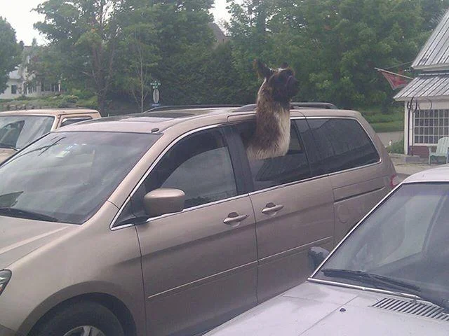 Get In Loser Were Going Shopping — Llama sticking its head out of the window of a gold minivan