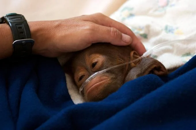 Get Me A Blue Powerade Bro — Original photo of a sick baby orangutan wrapped in a blue blanket receiving oxygen