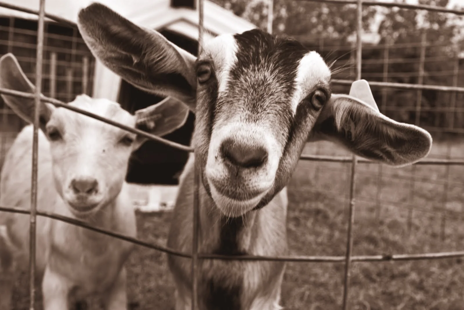 Two goats peering through a wire fence in sepia tone