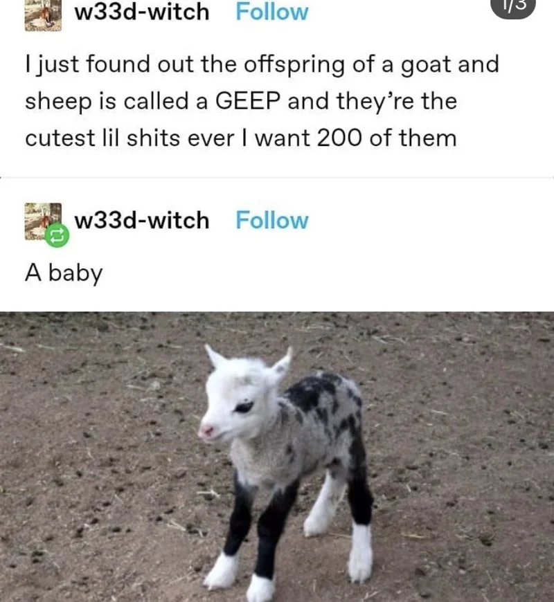 Goats — Small mobile game screenshot of a flying goat with a Tap to Jump prompt