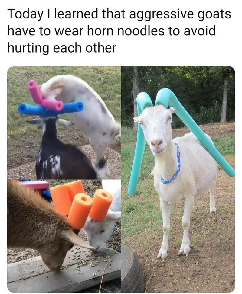 Goats — Twitter post reacting to learning about geeps with a photo of a baby geep