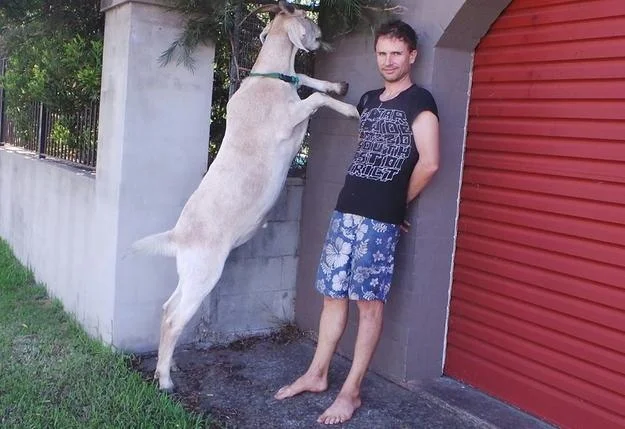 Goats — Large goat standing on hind legs next to a man of similar height